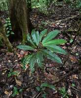 Cyrtandra sp. sect. Centrosiphon, a monocaulous erect shrub with all its big anisophyllous leaves diasplayed in an apical disc allowing perfect self shading avoidance, Malagufuk, Sorong, Papua