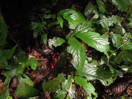 Cyrtandra sp., anisophyllous plagiotropic stems and cauliflory with flowers just above the leaf litter, Penrissen Range, Padawan, Sarawak, Borneo