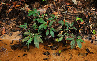 Cyrtandra sp., a plagiotropic anisophyllous species on a steep earth bank,  bending above a forest stream, Deramakot FR, Sabah, Borneo