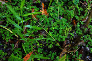 Cyrtandra sp., a small leaved species creeping on wet forest floor, most probably allied to C. zamboangensis, C. tarsodes or C. serratifolia, Manusela NP, 1000 m asl, Seram, Moluccas