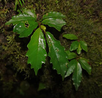 Cyrtandra sp., a small plant with a cylindrical structure, most probably a fruit, Manusela NP, 800 m asl, Seram, Moluccas