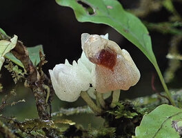 Cyrtandra sp., cauliflorous flower bud and withering corolla, Manusela NP, 800 m asl, Seram, Moluccas.