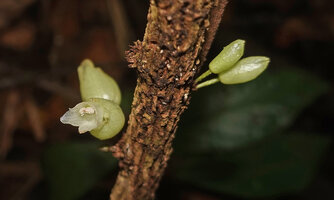 Cyrtandra sp. sect. Centrosiphon, cauliflory, the fasciculate flowers emerging from perennial bulgy pads along the unique erect suberised stem, Malagufuk, Sorong, Papua