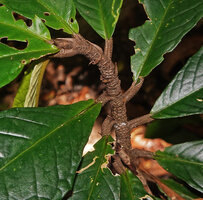 Cyrtandra sp. sect. Centrosiphon, complete anisophylly on the first plagiotropic then orthotropic single stem, the subsequent reorientation of the big leaves being due to differentiate torsion of each leaf petiole, Malagufuk, Sorong, Papua copie