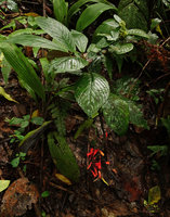 Cyrtandra sp., erect anisophyllous distichous unbranched stem and basal cauliflory with red flowers just above leaf litter, Penrissen Range, Padawan, Sarawak, Borneo