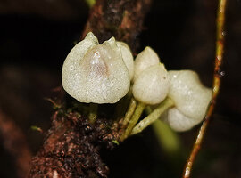 Cyrtandra sp., fasciculate cauliflorous flowers with hooded tip sepals, Manusela NP, 800 m asl, Seram, Moluccas