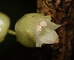 Cyrtandra sp. sect. Centrosiphon, flower at anthesis, Malagufuk, Sorong, Papua