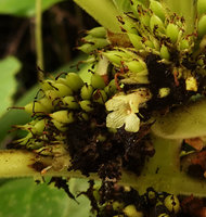 Cyrtandra sp. ,  flower, Tenaru Falls, Guadalcanal, Solomon Islands