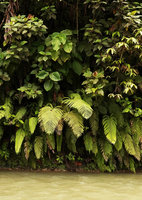 Cyrtandra sp. in habitat,on vertical earth bank above a river, Tenaru Falls, Guadalcanal, Solomon Islands