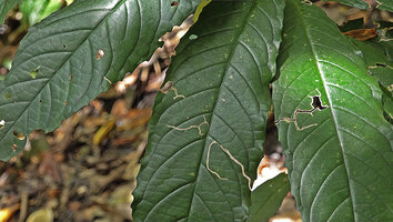 Cyrtandra sp. sect. Centrosiphon, leaf venation and marginal teeth, Malagufuk, Sorong, Papua