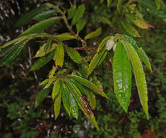 Cyrtandra sp., low epiphyte with plaiotropic stems, pseudo-alternate leaves and axillary flowers, Kwau, 1600 m as, Arfak mountains, West Papua