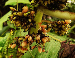 Cyrtandra sp., maturing amber coloured baccate fruits, Tenaru Falls, Guadalcanal, Solomon Islands
