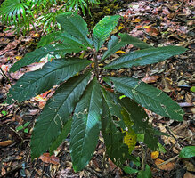 Cyrtandra sp. sect. Centrosiphon, perfect distribution of the rosetted leaves due to petiole torsions resulting in reorientation of the blades, Malagufuk, Sorong, Papua