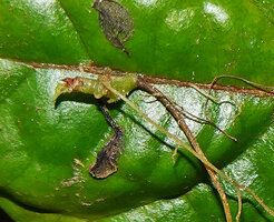 Cyrtandra sp., plantlet emerging from the old leaf midrib, producing adventitious roots and a somewhat fleshy tuberised stem, Manusela NP, 800 m asl, Seram, Moluccas