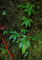 Cyrtandra sp., population of young plants with scalloped leaves on mossy vertical rock face, Manusela NP, 800 m asl, Seram, Moluccas