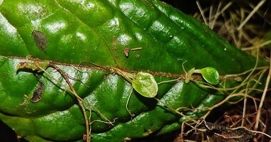 Cyrtandra sp., proliferation of three new plants emerging from the midrib, Manusela NP, 800 m asl, Seram, Moluccas