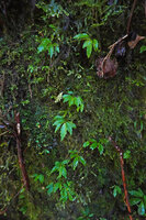 Cyrtandra sp., seedlings and young individuals on vertical mossy rock face, Manusela NP, 800 m asl, Seram, Moluccas