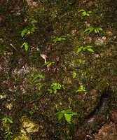 Cyrtandra sp., seedlings on vertical rock face immediately exhibiting plagiotropy and and pseudo-alternate leaves due to strong anisophylly, Manusela NP, 800 m asl, Seram, Moluccas