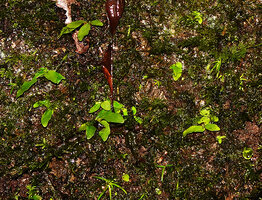 Cyrtandra sp., seedlings on vertical rock face immediately producing pseudo-alternate leaves due to strong anisophylly, Manusela NP, 800 m asl, Seram, Moluccas