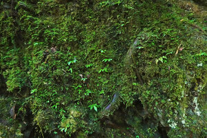 Cyrtandra sp., seedlings population on vertical rock wet face among mosses, Manusela NP, 800 m asl, Seram, Moluccas