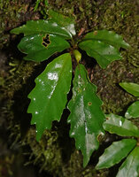 Cyrtandra sp., small plant with an axillary cylindrical structure, most probably a fruit but maybe a gall, Manusela NP, 800 m asl, Seram, Moluccas