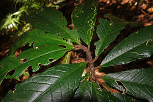 Cyrtandra sp. sect. Centrosiphon, stem apically plagiotropic then suddenly becoming vertically oriented after the fourth leaf, Malagufuk, Sorong, Papua