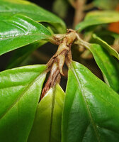 Cyrtandra sp., strong anisophylly along the plagiotropic stem exhibited by the small brown cataphyll opposed to the big green foliage leaf, Manusela NP, 800 m asl, Seram, Moluccas