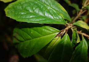Cyrtandra sp., strong anisophylly exhibited by the small leaf reduced to a sheathing cataphyll opposite to the big foliage leaf, Manusela NP, 800 m asl, Seram, Moluccas
