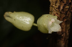 Cyrtandra sp. sect. Centrosiphon, two flowers at anthesis, Malagufuk, Sorong, Papua