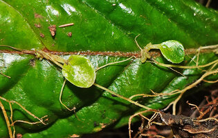 Cyrtandra sp., vegetative propagation from a broken leaf, the plantlets on the midrib producing the first leaves, much bigger than seedling leaves thus allowing their secure growth on forest floor, Manusela NP, Seram, Moluccas