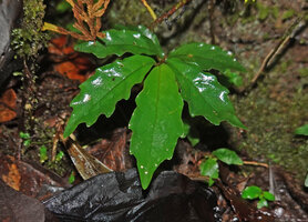 Cyrtandra sp., young individual  with characteristic scalloped or serrate leaves, strong anisophylly and plagiotropic stem, Manusela NP, 800 m asl, Seram, Moluccas