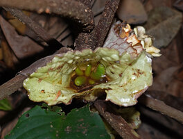 Cyrtandra warburgiana, erect cup shaped involucral bracts acting like a waterproof tank, the indehiscent fruits maturing under the water, Poring, 400 m asl, Kinabalu NP, Sabah, Borneo