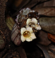 Cyrtandra warburgiana, flowers emerging from the coalescent cup shaped waterproof bracts, Poring, 400 m asl, Kinabalu NP, Sabah, Borneo