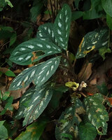 Cyrtandra warburgiana, silver spotted leaves, cup shaped involucral bracts and emerging pale yellow flowers, Poring, 400 m asl, Kinabalu NP, Sabah, Borneo
