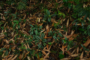 Cyrtandra warburgiana, vegetative population on forest floor, Poring, 400 m asl, Kinabalu NP, Sabah, Borneo