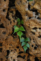 Cyrtomium falcatum in a limestone sea cliff, Okinawa, Japan