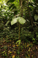 Cyrtosperma johnstonii in swampy forest understory, Tenaru Falls, Guadalcanal, Solomon Islands