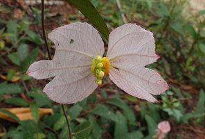 Dalechampia schippii, inflorescence, Mountain Pine Ridge Reserve, Belize