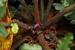 Danaea gracilis, base of a plant with new emerging frond, Utria NP, Choco, Colombia