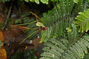 Danaea gracilis, developping bulbil at frond apex, Utria NP, Choco, Colombia