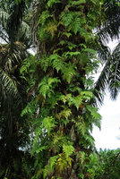 Davallia denticulata, epiphytic on oil palm trunk, Tioman, Malaysia