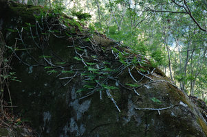 Davallia mariesii, rhizomes on rocks, Taroko, Taiwan
