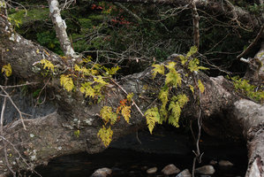 Davallia mariesii, Wulin, Taiwan