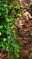 Davallia pusilla at the base of a tree trunk, Imbu Rano, Kolombangara, Solomon Islands