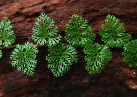 Davallia pusilla, tiny dissected fronds, Imbu Rano, Kolombangara, Solomon Islands