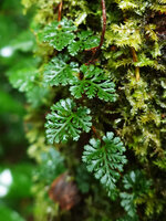 Davallia pusilla, tiny fronds among mosses, Imbu Rano, Kolombangara, Solomon Islands