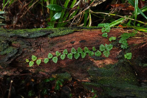 Davallia pusilla, unbranched stem creeping along a dead log, Imbu Rano, Kolombangara, Solomon Islands