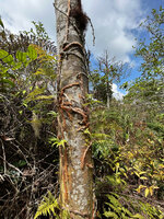 Davallia trichomanoides, rhizomes creeping along tree trunk, Cameron Highlands, Malaysia