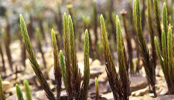 Dawsonia beccarii, leaves appressed against the erect stems exposed to full sunlight, Anggi Lakes, 2300 m asl, Arfak Mts, West Papua