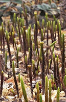 Dawsonia beccarii, male stems with apical antheridial cups, Anggi Lakes, 2300 m asl, Arfak Mts, West Papua